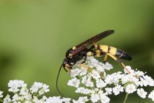 Ichneumon xanthorius